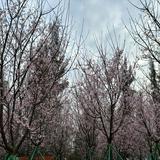 （分類：）位於 。 由 happppppooy 提交（商品編號 1376181816，圖片 1）。簡介： 。