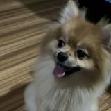 (Category: ) located in . Submitted by hirayaprelovedgoods (Listing ID 1383408754, Image 1). Description: .