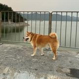（分類：）位於 。 由 Kateleung1234 提交（商品編號 1206468264，圖片 1）。簡介： 。
