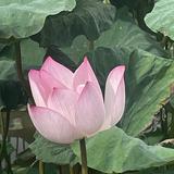 (分類:)位於 。 由 conniessg 提交(商品編號 1455004151,圖片 1)。簡介: 。