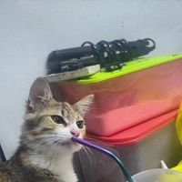 (Category: ) located in . Submitted by danisyamil58587 (Listing ID 1453776160, Image 1). Description: .