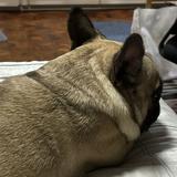(Category: ) located in . Submitted by sabmarine (Listing ID 1311358342, Image 1). Description: .