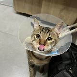 （分類：）位於 。 由 yuuuuuishungry 提交（商品編號 1379317445，圖片 1）。簡介： 。