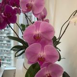 （分類：）位於 。 由 nm_1221 提交（商品編號 1354978872，圖片 1）。簡介： 。