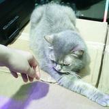 （分類：）位於 。 由 bluuu.mo 提交（商品編號 1383455314，圖片 1）。簡介： 。