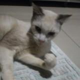 (Kategori: ) berada di . Dikirim oleh tsunstryingtosell (ID iklan 1324599818, Gambar 1). Deskripsi: .