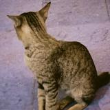 (Category: ) located in . Submitted by bunnyhrz (Listing ID 1385976480, Image 1). Description: .