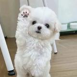 由 cool601312 (刊登 ID 1384907060，圖片 1) 提交，位於 的 (類別：)，說明：。