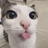 (Category: ) located in . Submitted by izuhachi (Listing ID 1454892202, Image 1). Description: .