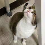 由 a_miiii (刊登 ID 1385021809，圖片 1) 提交，位於 的 (類別：)，說明：。