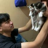 (Kategori: ) berada di . Dikirim oleh a.r.c.store (ID iklan 1385389686, Gambar 1). Deskripsi: .