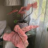 (Category: ) located in . Submitted by lyqilyqi (Listing ID 1384884773, Image 1). Description: .