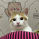 （分類：）位於 。 由 syicy_ 提交（商品編號 1381423199，圖片 1）。簡介： 。