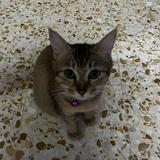 (Category: ) located in . Submitted by dvrshvn (Listing ID 1321263382, Image 1). Description: .