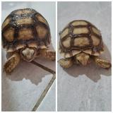 (Kategori: ) berada di . Dikirim oleh pinkypat8207 (ID iklan 1379270152, Gambar 1). Deskripsi: .