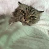(Category: ) located in . Submitted by luckycatmom (Listing ID 1315051351, Image 1). Description: .