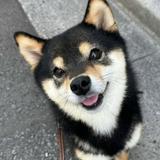 （分類：）位於 。 由 sellsthgoodyeah 提交（商品編號 1353292026，圖片 1）。簡介： 。