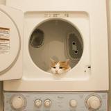(Category: ) located in . Submitted by shopph (Listing ID 1376824488, Image 1). Description: .