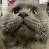 (Category: ) located in . Submitted by elaniegb72486 (Listing ID 1381795787, Image 1). Description: .