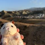 (分類:)位於 。 由 hhivhll__ 提交(商品編號 1466819992,圖片 1)。簡介: 。