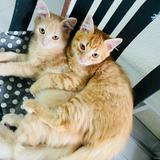 (Category: ) located in . Submitted by juwita.eve (Listing ID 1469840837, Image 1). Description: .