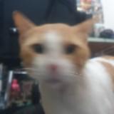 (Category: ) located in . Submitted by makii.declut (Listing ID 1374445706, Image 1). Description: .
