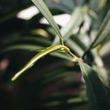 (Category: ) located in . Submitted by not_a_plant_hoarder (Listing ID 1373059587, Image 1). Description: .