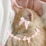 (Category: ) located in . Submitted by wornbycat (Listing ID 1347360446, Image 1). Description: .