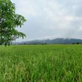 (Kategori: ) berada di . Dikirim oleh muhammad_sa (ID iklan 1377510729, Gambar 1). Deskripsi: .