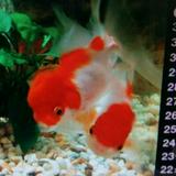 （分類：）位於 。 由 arjoycehkg 提交（商品編號 1229035495，圖片 1）。簡介： 。