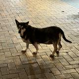 （分類：）位於 。 由 gniyiohw 提交（商品編號 1323060377，圖片 1）。簡介： 。