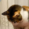 （分類：）位於 。 由 lkl1233 提交（商品編號 1372699714，圖片 1）。簡介： 。