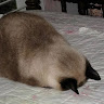 (分類:)位於 。 由 wyhsleep 提交(商品編號 1433793860,圖片 1)。簡介: 。