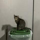 (Category: ) located in . Submitted by meowwmeowwww (Listing ID 1341948829, Image 1). Description: .