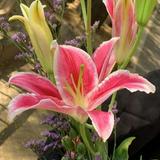 (Kategori: ) berada di . Dikirim oleh lilysgoodss (ID iklan 1383724509, Gambar 1). Deskripsi: .