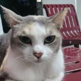 (Category: ) located in . Submitted by angie.voon (Listing ID 1366514350, Image 1). Description: .