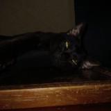 (Category: ) located in . Submitted by mgnet (Listing ID 1361149534, Image 1). Description: .