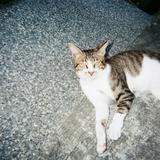 （分類：）位於 。 由 monchiguy 提交（商品編號 1288048198，圖片 1）。簡介： 。