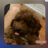 (Category: ) located in . Submitted by n.nataliee (Listing ID 1381561851, Image 1). Description: .