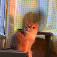 (分類:)位於 。 由 kabiiiiiiii 提交(商品編號 1422311722,圖片 1)。簡介: 。