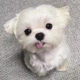 （分類：）位於 。 由 stylelove7.25 提交（商品編號 1310184426，圖片 1）。簡介： 。