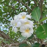 (Category: ) located in . Submitted by deviayukur41405 (Listing ID 1385161699, Image 1). Description: .