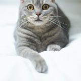 （分類：）位於 。 由 scanjet 提交（商品編號 1385536891，圖片 1）。簡介： 。