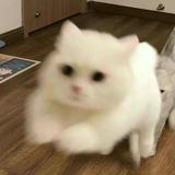 由 llll00011 (刊登 ID 1385609684，圖片 1) 提交，位於 的 (類別：)，說明：。