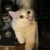 （分類：）位於 。 由 starlamlam 提交（商品編號 1306172705，圖片 1）。簡介： 。