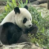 由 sujaing11111 (刊登 ID 1385456561，圖片 1) 提交，位於 的 (類別：)，說明：。