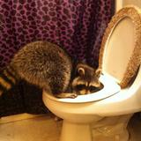 (Category: ) located in . Submitted by cunthunt777 (Listing ID 1326064959, Image 1). Description: .