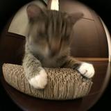 （分類：）位於 。 由 pollyimai 提交（商品編號 1305630553，圖片 1）。簡介： 。