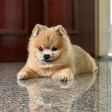 (Category: ) located in . Submitted by pompomtheminipom (Listing ID 1203081540, Image 1). Description: .