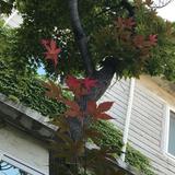 (Category: ) located in . Submitted by dan1765 (Listing ID 1379293349, Image 1). Description: .
